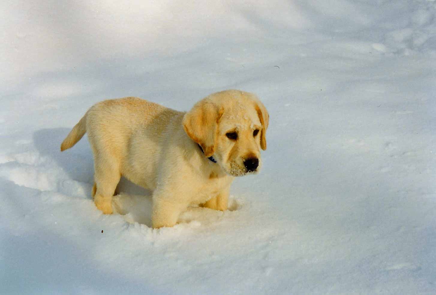 Tristan-as-pup-in-snow-web-.jpg